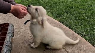 Butch, Sweetest Golden Retriever pup in Training.