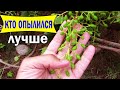 🔴🔴Результат опыления винограда. Виноград после цветения.