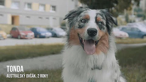 Co dělat, když pes špatně dýchá?