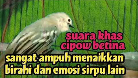 SUARA KHAS SIRPU/CIPOW BETINA BIRAHI MEMANGGIL JANTAN SANGAT AMPUH UNTUK MENAIKKAN EMOSI SIRPU LAIN