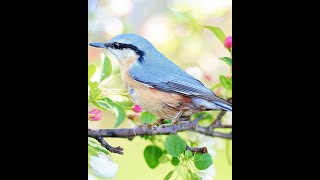 مجموعة صور طيور جميلة Clear Beautiful Birds Photos Collection screenshot 1