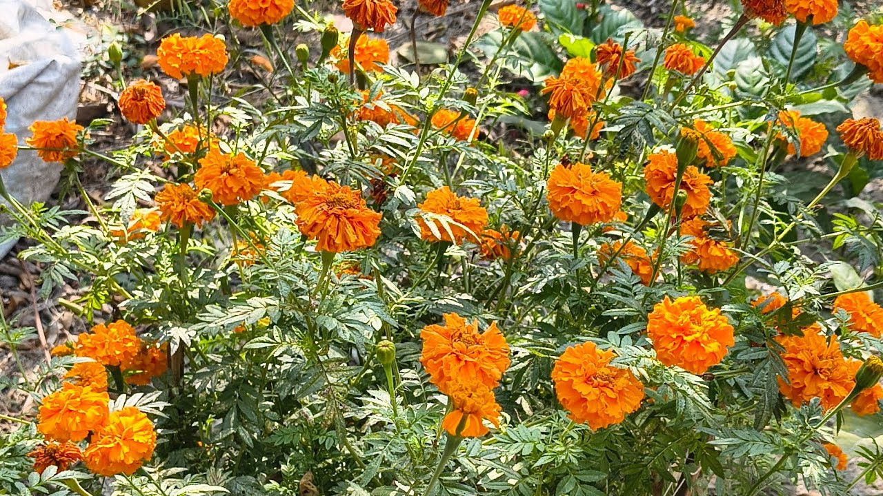 😁😄🥰🙏Learn Colors Magic Balloons