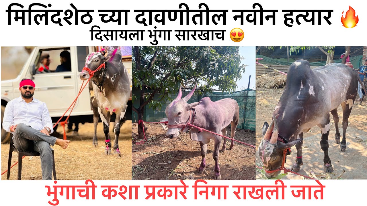 मिलिंदशेठच्या दावणीत नवीन हत्यार | भुंगा ची कश्या प्रकारे निगा राखली जाते 