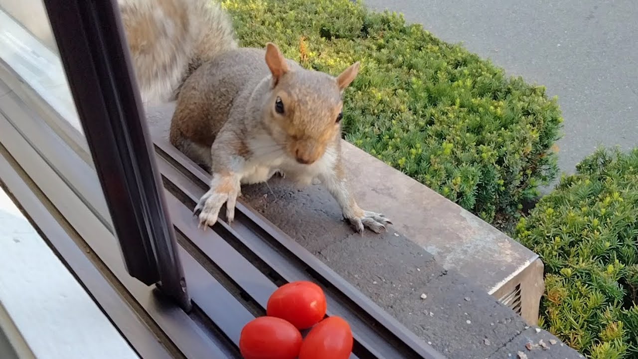 Squirrels' reactions to tomatoes part 1 YouTube