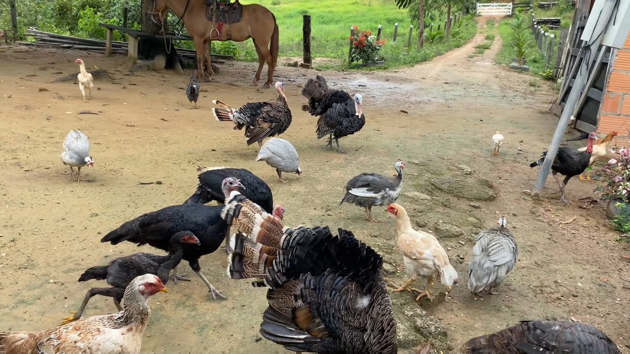 SÍTIO INCRÍVEL, PARAÍSO DAS AVES, MUITOS ANIMAIS E BELEZA, CHUVA
