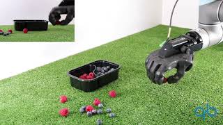Food Grasp: the qb SoftHand Industry grasping berries