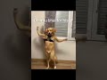 #trendingreels#aivideo#funny#doglife #doglovrr#reels#chimtu#viralvideo