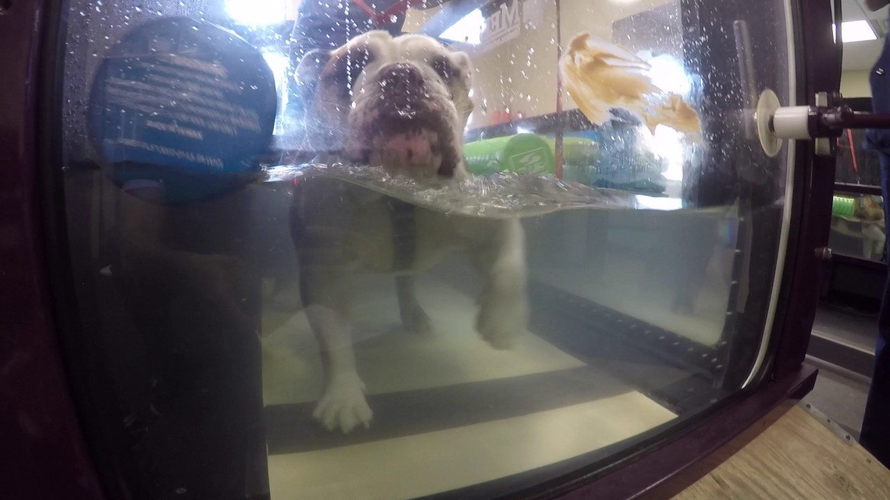 Blue III's First Underwater Treadmill Experience
