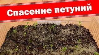 Спасаем ослабленные петунии часть 1