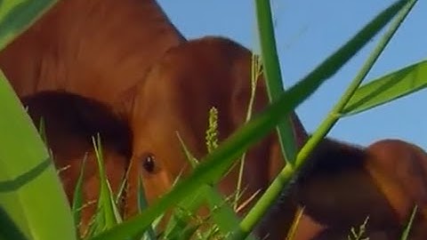 Cost of Feeding and Nutrition of a Cattle Herd - TvAgro by Juan Gonzalo Angel