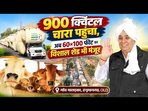 गांव थालड़का, हनुमानगढ़, (राजस्थान): 900 क्विंटल चारा पहुंचा, अब 60×100 फीट का विशाल शेड निर्माणधीन