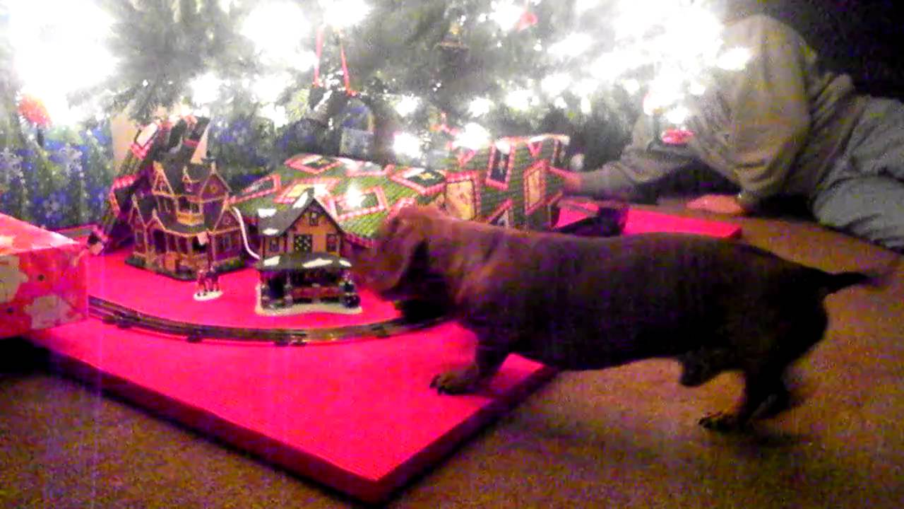 Wiener dog chasing train