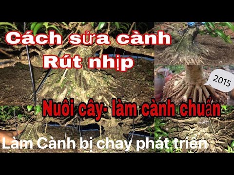 Video Cách làm cành bị chay gìa phát triển.Sửa cành chuẩn... - youtube