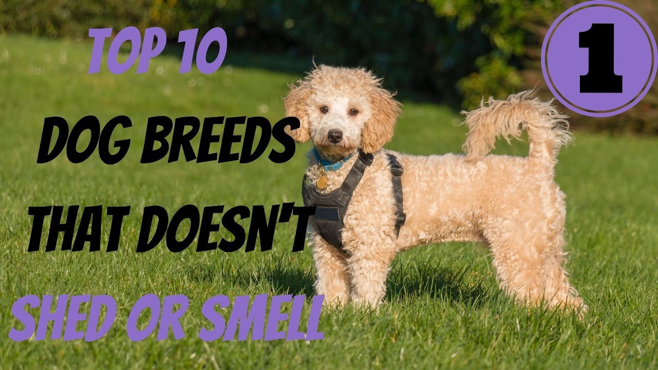 TOP 10 DOG BREEDS THAT DOESN T SHED OR SMELL YouTube