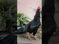 #aseelushka