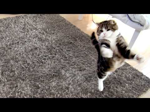 スーパーキャッチなまるさん（2012）と、カッコウＢＧＭはなみり。 -Super catchy Maru 2012 and cuckoo BGM Hana&Miri .-