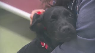 Survival Rate At Dallas Animal Services Hits All-Time High
