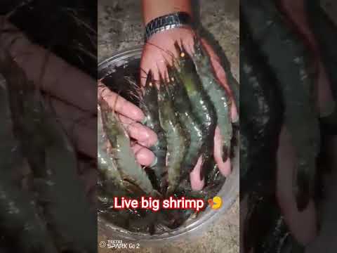 try this song #sound #song #viral #trending #food #asmr #shorts #youtubeshorts #ytshorts