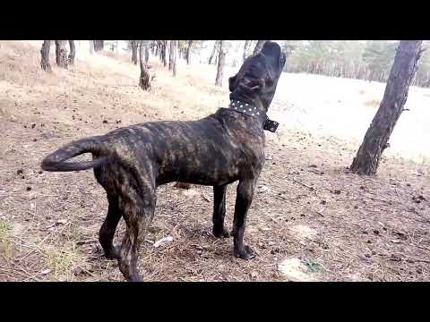 Видео: Етикет на кучешки водач: 4 не-не при приближаване на кучета водачи