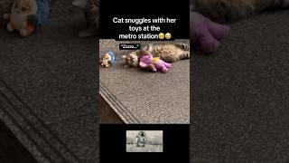 Cat snuggles🥺 #fyp #viral #animals #cat #cats #cute #cuddles #metro #sad #fypシ #shorts #ytshorts