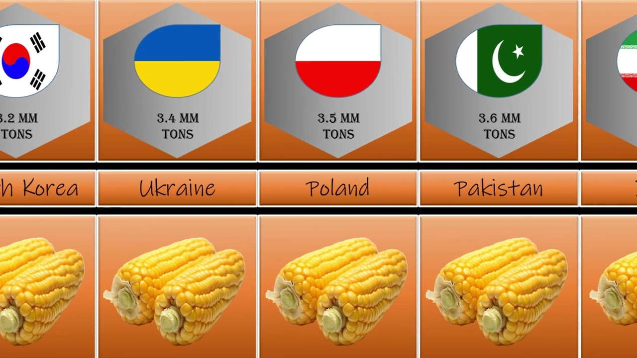 Top 40 Countries by Corn (Maize) production in 2024 | Global Corn Production Leader