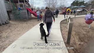 Standard Poodle 6mo 'Penny' OLK9 Video - Standard Poodle Training by Off Leash K9 Training 91 views 2 years ago 9 minutes, 40 seconds