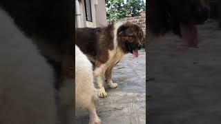 Massive Caucasian shepherd 😍 | Dog mating