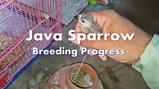 Java Sparrow Breeding Progress | Java Breeding Information | Java Finch Breeding Tips