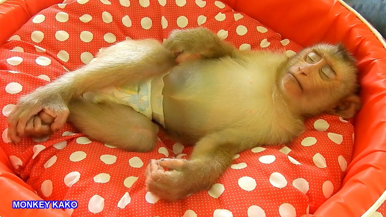 Awesome Monkey!! Mom Take Care Baby Boss Monkey Kako Sleep Well After Drink Milk
