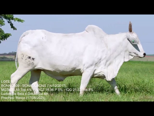 Lote 37   Leilão Trio Bonsucesso   Etapa Fêmeas Jovens