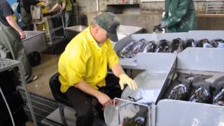 The Spawning of the Chinook Salmon