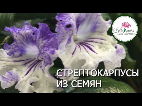 СТРЕПТОКАРПУСЫ ИХ СЕМЯН