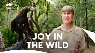 Majestic Wedge-Tailed Eagle Back into The Wild | Crikey! It's The Irwins S2 E2,6,8,12| Animal Planet