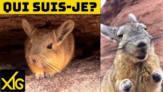 554 Surprising animals in the South Lipez desert in Bolivia