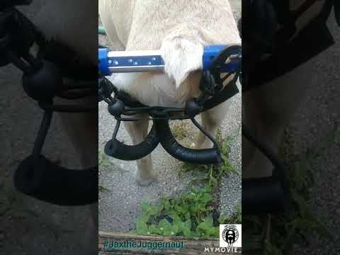 Jax the Juggernaut - the journey of a paralyzed frenchie