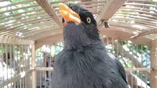 Download Lagu Buka Suara, Pancingan jalak kebo super cerewet MP3