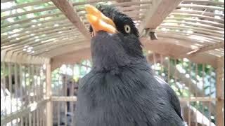 Buka Suara, Pancingan jalak kebo super cerewet