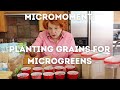 MicroMoment: Planting Grains for Microgreens