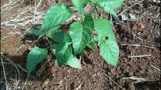 MEMBUAT TANAMAN CABE BERKAKI TIGA