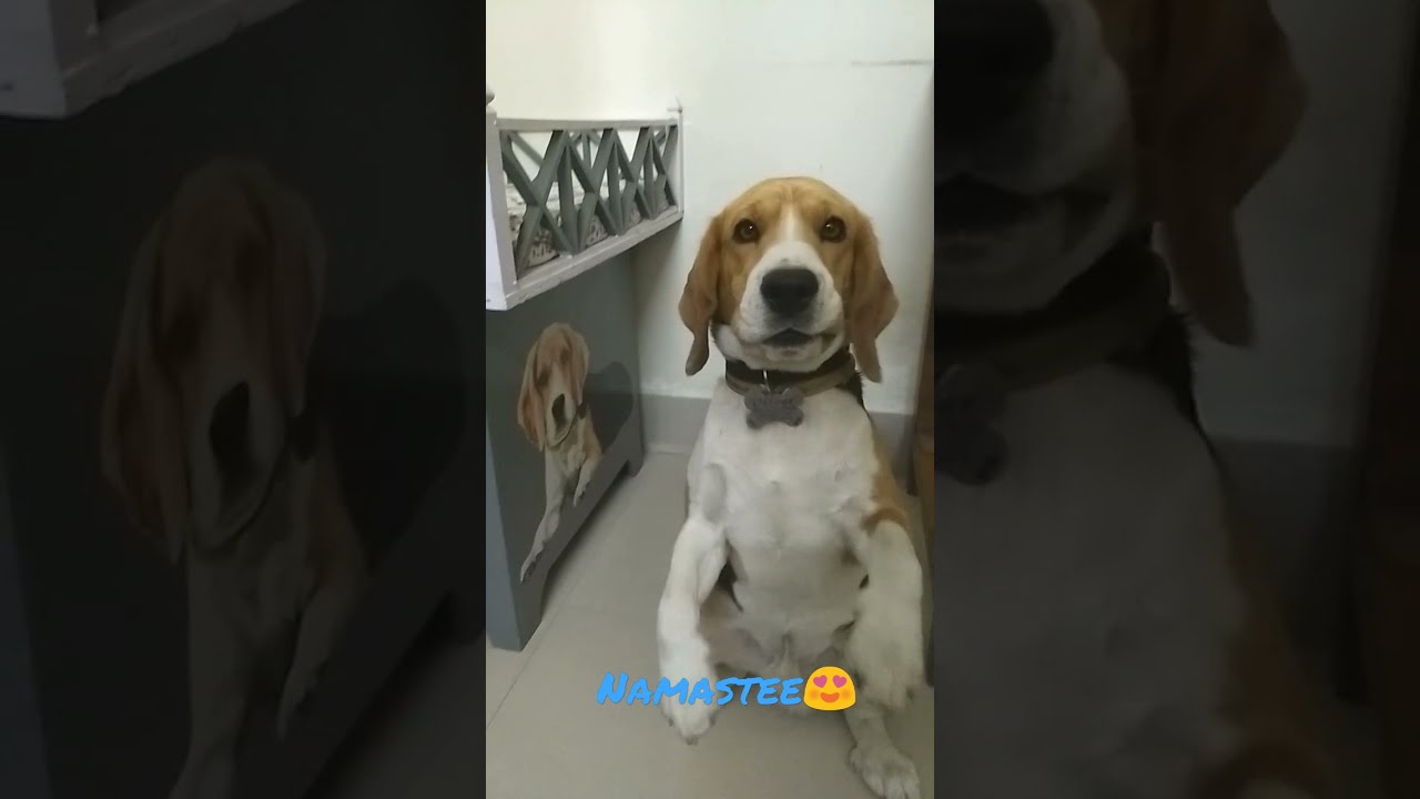 Angry Cute beagle Namstee 😍😍