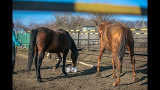 Лошадь с пакетом