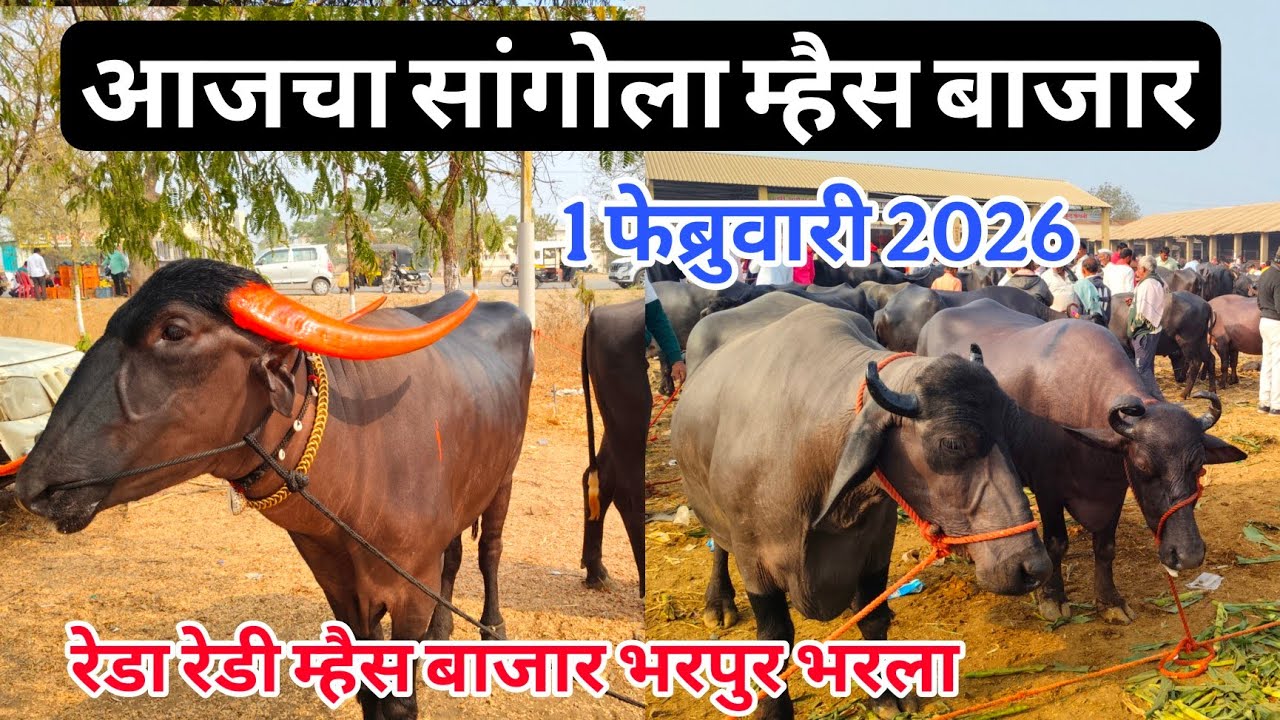 आजचा सांगोला म्हैस बाजार 1 फेब्रुवारी 2026 #sangola_म्हैस_bazar#baffalo_market_in_maharastra #म्हैस