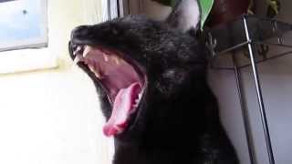 Rap Cat - Cant Get That Bird