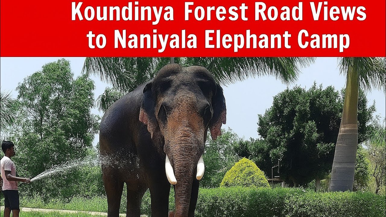 Koundinya Wildlife Sanctuary - Naniyala Elephant Camp (AP)