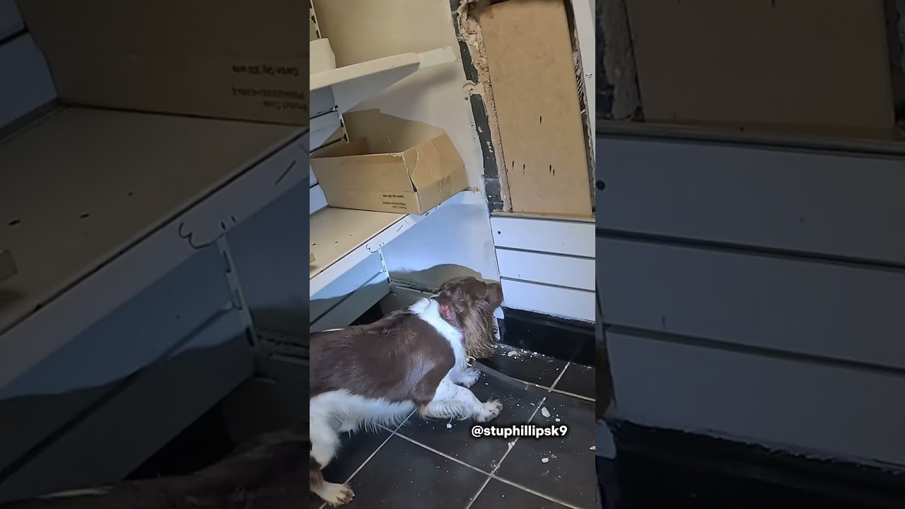 Доверьтесь своей собаке 