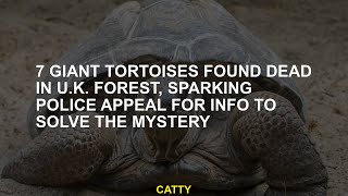 7 giant tortoises found dead in U.K. forest, sparking police appeal for info to solve the mystery