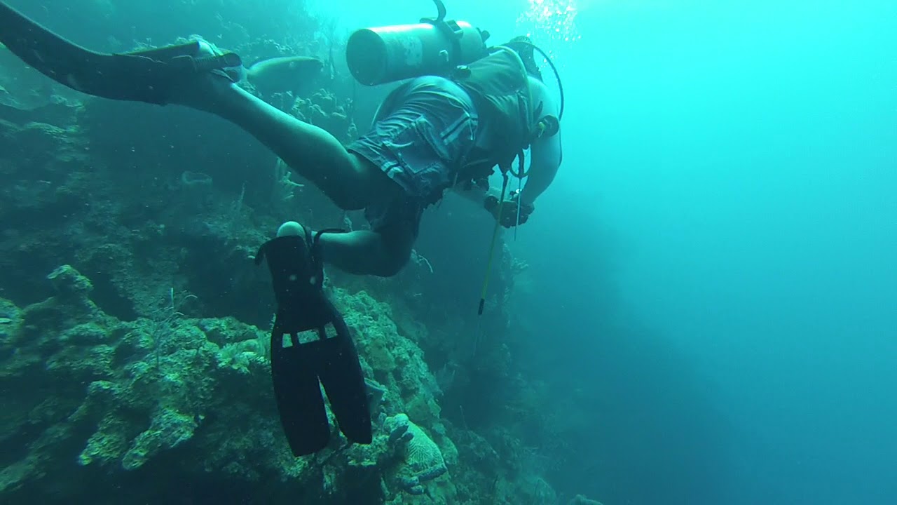 Diving Belize - The Aquarium - YouTube