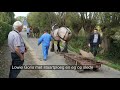 Belgian Draft Horses: 100 horses in the Orange I Cavalcade in Grimminge (Belgium)