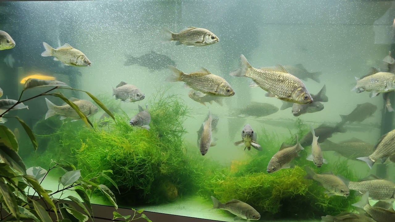речной карась в аквариуме