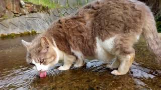 えー？驚き⁉川の水を飲むのに川の中に入っちゃう野良猫